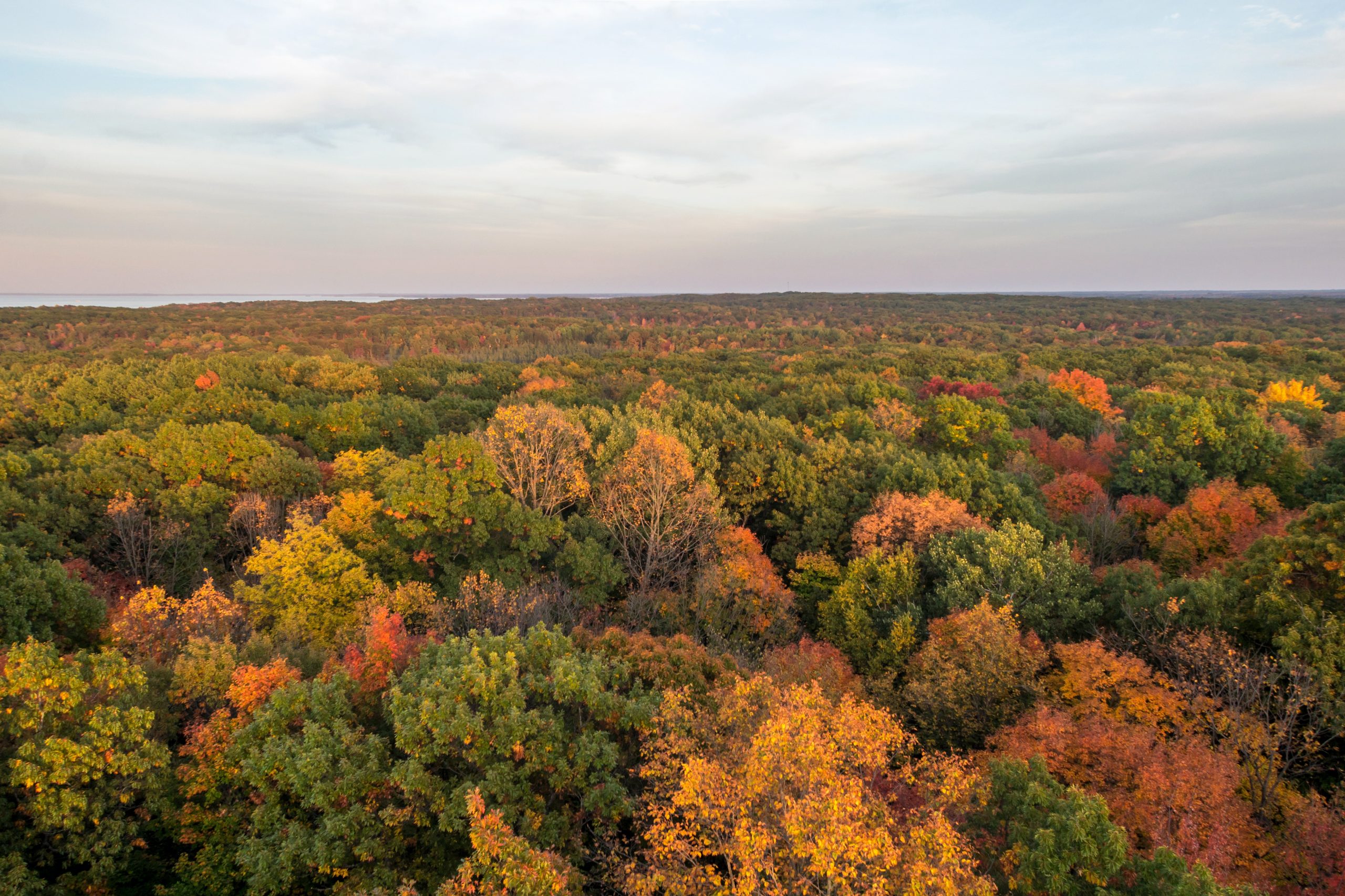 An aerial view of a forest in fall.